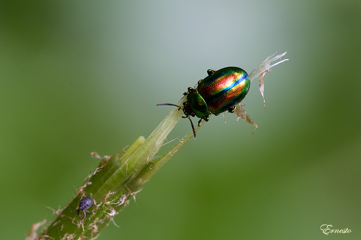 Chrysolina fastuosa altoatesina